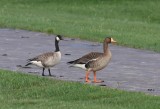 Cackling and Greater White-fronted Goose 7114