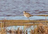 Whimbrel 7607