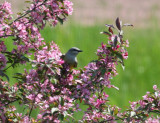 Western Kingbird 7646