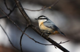 Red-breasted Nuthatch 0549