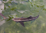 Miami Seaquarium