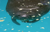 Miami Seaquarium