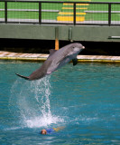 Miami Seaquarium Dolphin Show