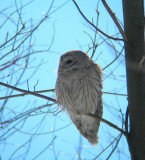 Chouette raye / Barred Owl