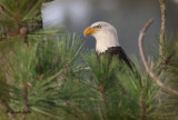 Bald Eagle portrait 8771