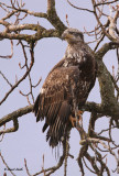 Immature Bald Eagle for web-0233 copy.jpg