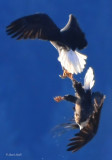 Huge crop of dueling eagles-9813 email.jpg