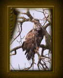 Immature Eagle for email.jpg