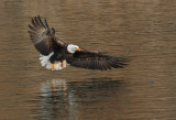 Bald Eagle catching fish II-9971.jpg