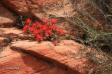 Indian Paintbrush-3890