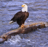 Bald Eagle fishing from log in river-3396
