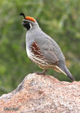 Gambels Quail - Utah-3327