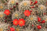 Claret Cup Cactus Blossoms-3664