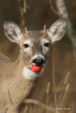 Young Whitetail Buck Eating Apple 2297