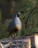 California Quail for web 3056