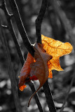 One last leaf