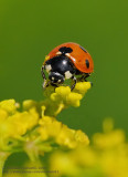 Coccinelle