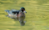 Canard branchu