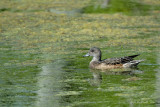 Canard dAmrique