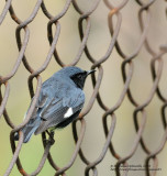 Paruline bleue