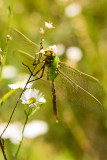 Common Green Darner, Anax junis (teneral)