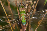 Common Green Darner, Anax junis (teneral)