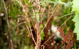 Common Green Darner, Anax junis (teneral)
