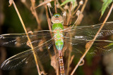 Common Green Darner, Anax junis (teneral)
