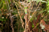 Common Green Darner, Anax junis (teneral)