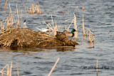 Foresters Tern