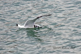 Black-legged Kittiwake