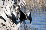 Anhinga