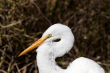 Great Egret