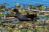 Moorhen