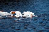 White Pelican