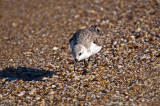 Sanderling