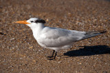 Royal Tern