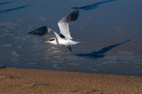 Royal Tern