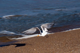 Royal Tern