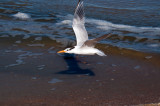 Royal Tern