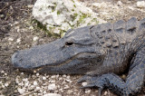 Alligator - Everglades Area, FL