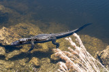 Alligator - Everglades Area, FL