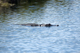 Alligator - Everglades Area, FL