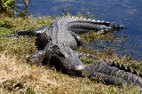 Alligator - Everglades Area, FL