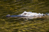 Alligator - Everglades Area, FL