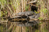 Alligator - Everglades Area, FL