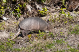 Armadillo