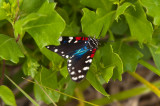 Faithfull Beauty (aka Uncle Sam Moth )
