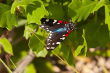 Faithfull Beauty (aka Uncle Sam Moth )