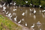 Ding Darling NWR - Sanibel Is. FL